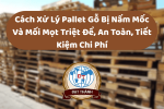 Cách Xử Lý Pallet Gỗ Bị Nấm Mốc Và Mối Mọt Triệt Để, An Toàn, Tiết Kiệm Chi Phí